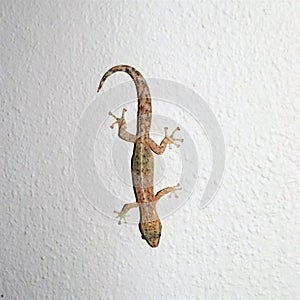 A small lizard on a white house wall