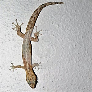 A small lizard on a white house wall