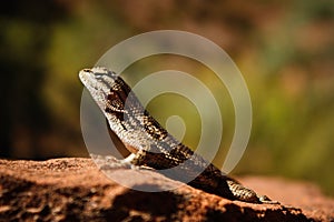 Small lizard in Zion national park resting on the rock