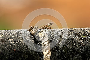 Small lizards on a cracked stone wall