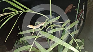 Small lizards perch on plants at night