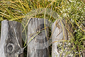 Small lizzard sunbathing on a wooden bridge made of logs