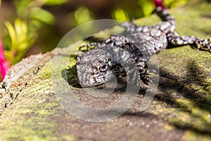 Small lizzard on tree stump