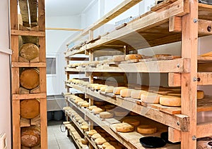 Small local Cheese factory production shelves with aging cheese on the shelves. Small cheese business