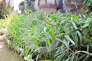 small, local vegetable garden