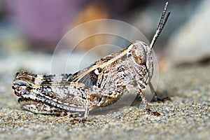Small locust larvae