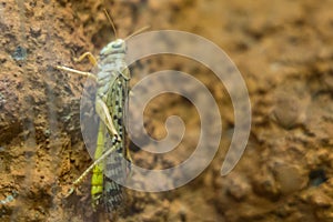Small Locusts Acrididae sitting on rock
