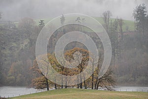 A small lone group of trees in the autumnal mist, Esthwaite Water, Lake District