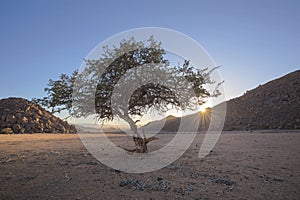 Small lone tree at sunrise