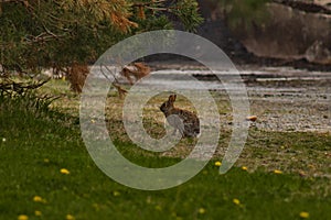 Small lone wild bunny sitting in the open