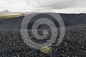 Small and lonely bush of wildflowers growing on the slopes of lifeless Hverfjall volcano crater in Myvatn area, Iceland