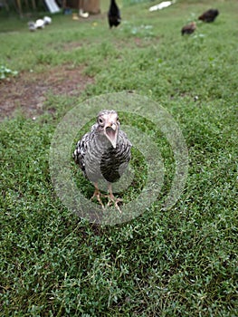 small lonely chickling chicken on grass background