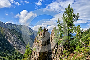 Small lonely pines grow on a bare rock