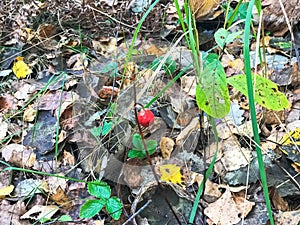 A small lonely red berry in bright autumn yellow and fresh green leaves and grass in the forest. The background