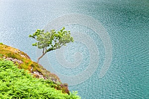 Small lonely tree on rock over lake water surface