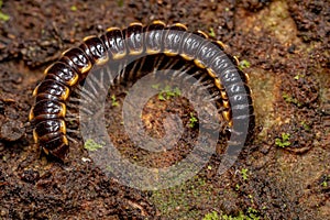 Small Long flange Millipede