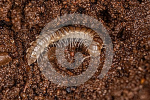 Small Long flange Millipede