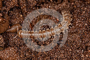 Small Long flange Millipede