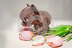 Small long-haired brown chihuahua puppy with tulips