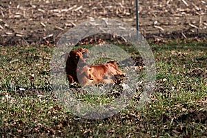 A small long haired dachshund is running in the garden