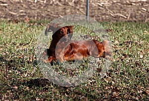 A small long haired dachshund is running in the garden