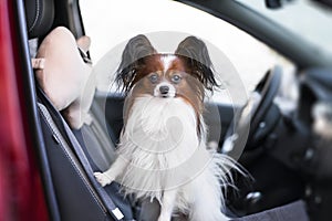 A small long-haired dog portrait in a car seat stands