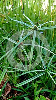 Small long leaves surround the crown on a natural wild grass