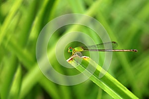A small, long-tailed green dragonfly on leaves in the garden.