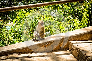 Small long tailed macaque monkey resting