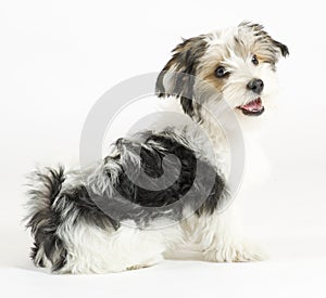 Small longhaired mixed dog, 16 weeks, Maltese and Yorkshire terrier