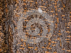 Small Longspinneret Spider