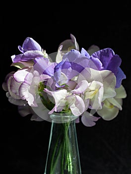 A small, loose arrangement of mixed sweet peas in shades of white and purple against a black background