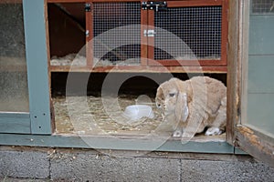 Small lop ear pet rabbit looks out from hutch within a shed