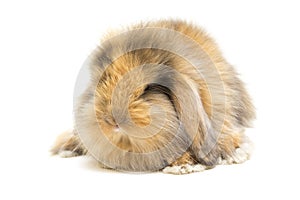 Small lop-eared rabbit isolated on white background.