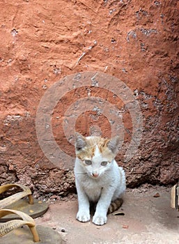 Small Lost Kitten, Found Outside An Old Building`s Red Colored Wall