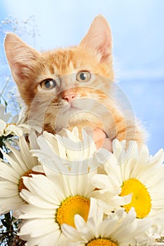 Small lovable kitten with camomiles photo