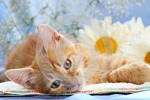 Small lovable kitten with camomiles photo