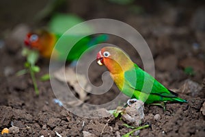 A small lovebird foraging on ground