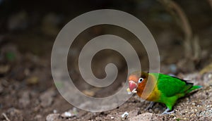A small lovebird foraging on ground