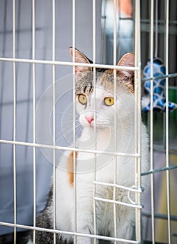 Small lovely cat kitten in a cage behind the fence