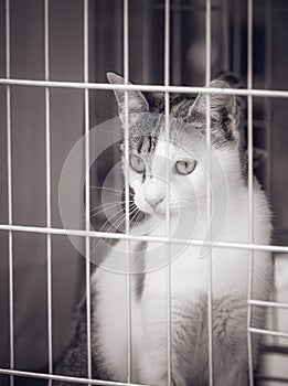 Small lovely cat kitten in a cage behind the fence