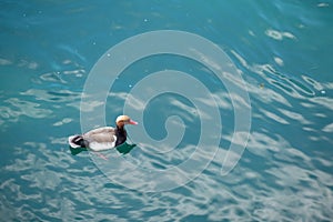 Small lovely duck swimming in river with emerald water for background