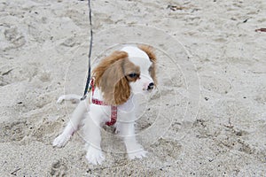 Small lovely puppy on sand