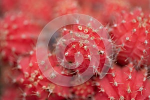 Small and lovely succulent plants of various varieties