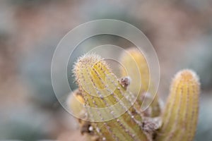 Small and lovely succulent plants of various varieties