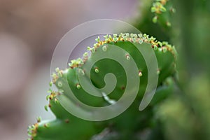 Small and lovely succulent plants of various varieties