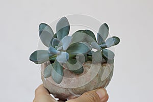 The small and lovely succulent pot background