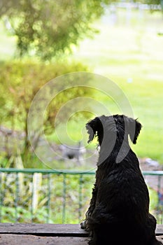 Small loyal puppy dog sits waiting at door patiently for owner