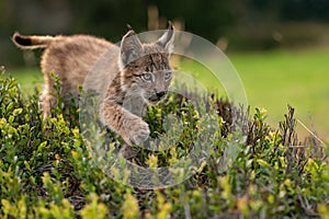 Small lynx cub crossing a blueberry. Closeup view to wild animal