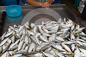 Small mackerel fish on seafood market